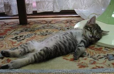本以为只有小奶猫的睡姿怪 没想到大猫的睡姿更奇怪!