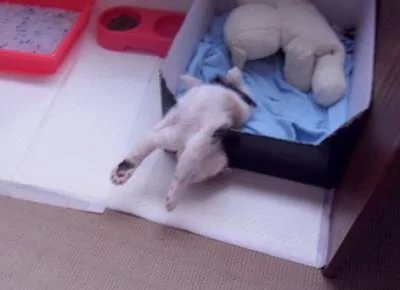 本以为只有小奶猫的睡姿怪 没想到大猫的睡姿更奇怪!