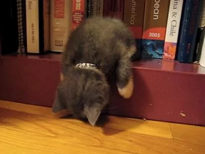 本以为只有小奶猫的睡姿怪 没想到大猫的睡姿更奇怪!