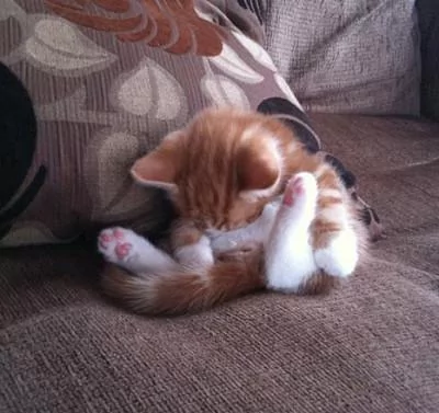 本以为只有小奶猫的睡姿怪 没想到大猫的睡姿更奇怪!