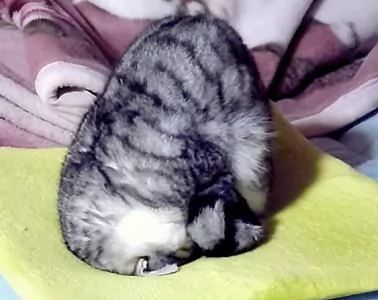 本以为只有小奶猫的睡姿怪 没想到大猫的睡姿更奇怪!