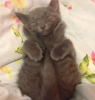 本以为只有小奶猫的睡姿怪 没想到大猫的睡姿更奇怪!