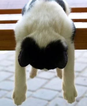 本以为只有小奶猫的睡姿怪 没想到大猫的睡姿更奇怪!