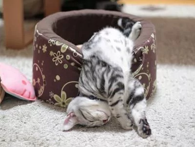 本以为只有小奶猫的睡姿怪 没想到大猫的睡姿更奇怪!