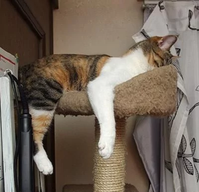 本以为只有小奶猫的睡姿怪 没想到大猫的睡姿更奇怪!