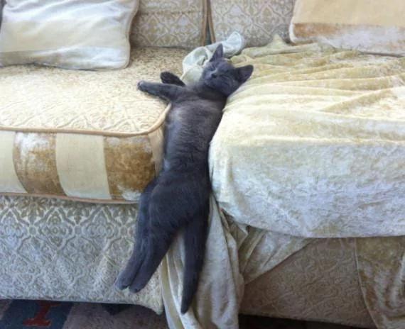 本以为只有小奶猫的睡姿怪 没想到大猫的睡姿更奇怪!