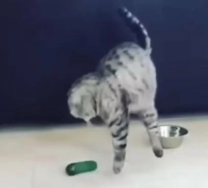 猫咪看到身后的小黄瓜后吓得连跳3次 一次跳得比一次高!
