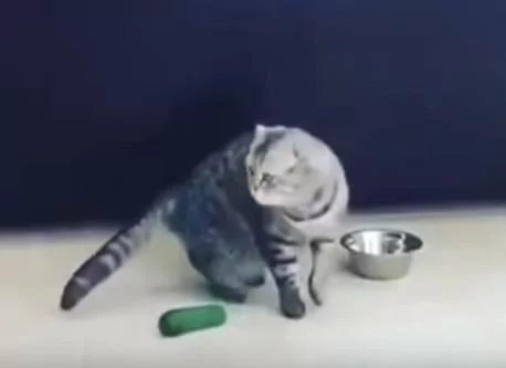 猫咪看到身后的小黄瓜后吓得连跳3次 一次跳得比一次高!