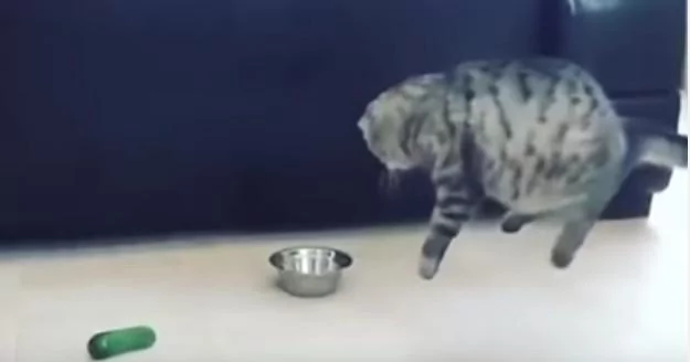 猫咪看到身后的小黄瓜后吓得连跳3次 一次跳得比一次高!