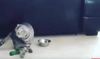 猫咪看到身后的小黄瓜后吓得连跳3次 一次跳得比一次高!