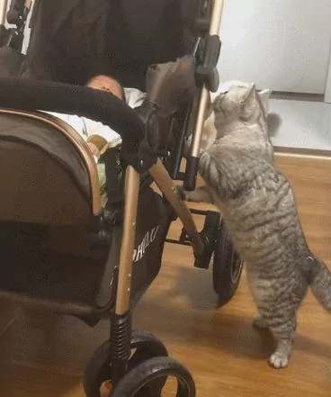 小主人一直哭 大猫在一旁着急:你别哭了 我把我的小鱼干给你!