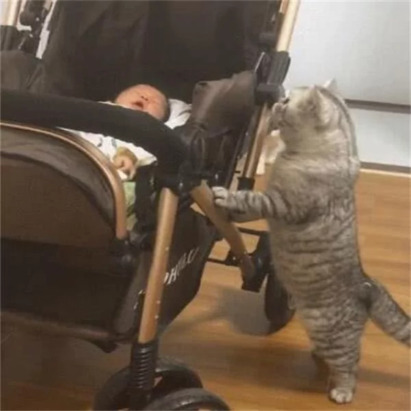 小主人一直哭 大猫在一旁着急:你别哭了 我把我的小鱼干给你!
