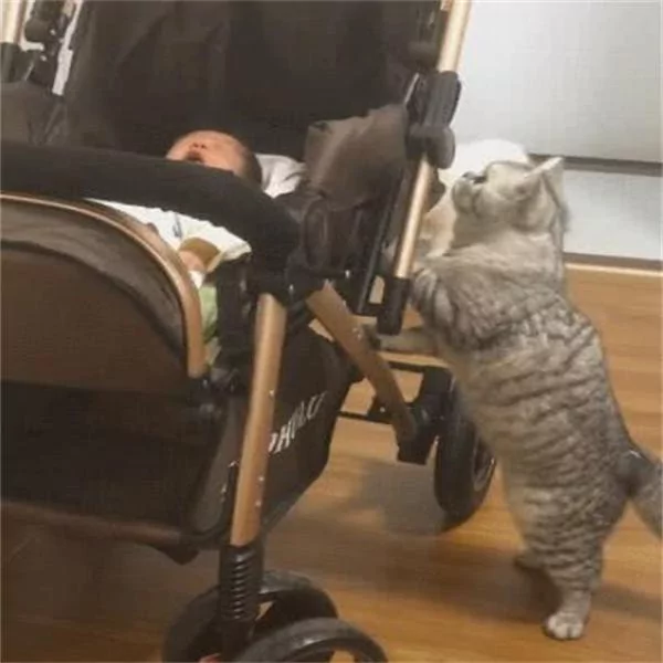 小主人一直哭 大猫在一旁着急:你别哭了 我把我的小鱼干给你!