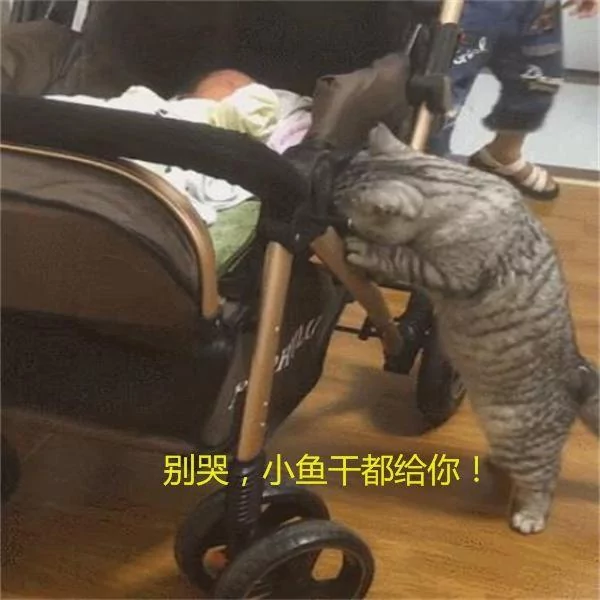 小主人一直哭 大猫在一旁着急:你别哭了 我把我的小鱼干给你!