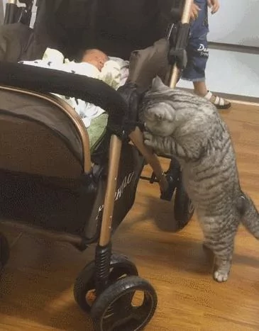小主人一直哭 大猫在一旁着急:你别哭了 我把我的小鱼干给你!