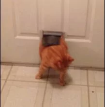 看起来是一只苗条的橘猫 没想到差点进不来屋子!