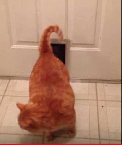 看起来是一只苗条的橘猫 没想到差点进不来屋子!