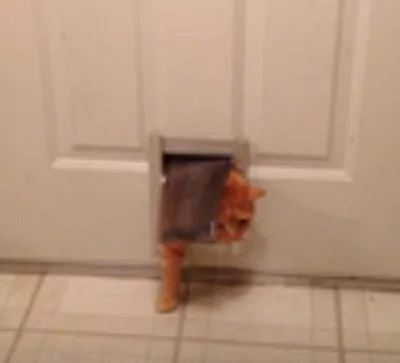 看起来是一只苗条的橘猫 没想到差点进不来屋子!