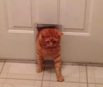 看起来是一只苗条的橘猫 没想到差点进不来屋子!