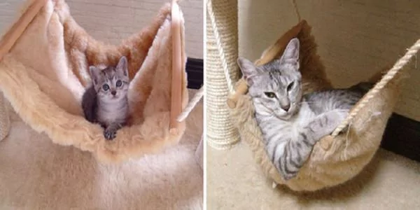 宠主们在同一个地点给猫咪拍不同时期的照片 实在是太有感觉了!