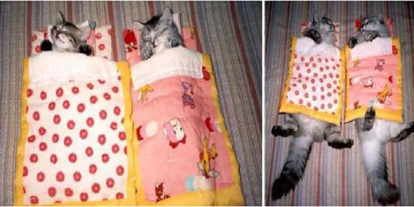 宠主们在同一个地点给猫咪拍不同时期的照片 实在是太有感觉了!