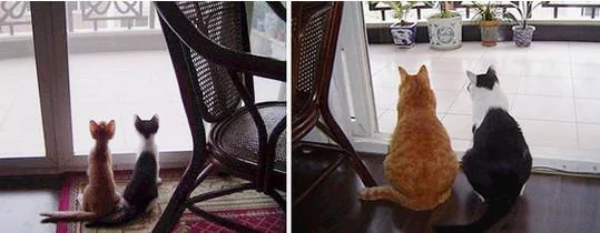 宠主们在同一个地点给猫咪拍不同时期的照片 实在是太有感觉了!