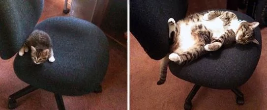 宠主们在同一个地点给猫咪拍不同时期的照片 实在是太有感觉了!