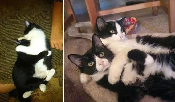 宠主们在同一个地点给猫咪拍不同时期的照片 实在是太有感觉了!