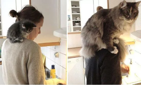 宠主们在同一个地点给猫咪拍不同时期的照片 实在是太有感觉了!