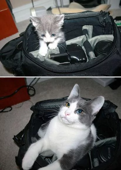 宠主们在同一个地点给猫咪拍不同时期的照片 实在是太有感觉了!