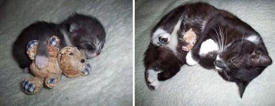 宠主们在同一个地点给猫咪拍不同时期的照片 实在是太有感觉了!