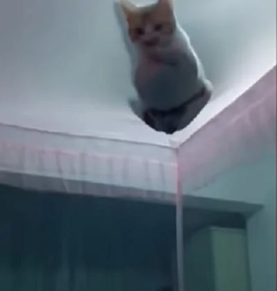 宠主搭好蚊帐准备睡觉 突然发现猫咪在上面!猫咪:为什么要把我挡在外面?