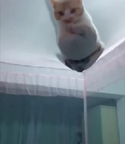 宠主搭好蚊帐准备睡觉 突然发现猫咪在上面!猫咪:为什么要把我挡在外面?
