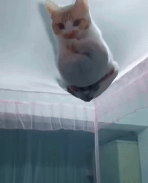 宠主搭好蚊帐准备睡觉 突然发现猫咪在上面!猫咪:为什么要把我挡在外面?