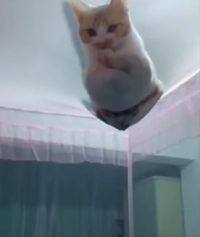 宠主搭好蚊帐准备睡觉 突然发现猫咪在上面!猫咪:为什么要把我挡在外面?