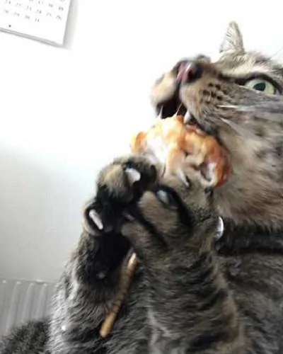 猫咪:朕凭本事拿到的食物 凭什么不让我吃?偶就要吃嘛!