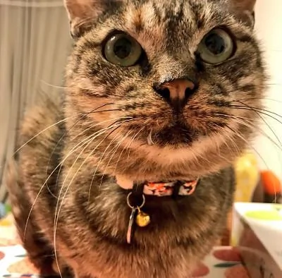 猫咪:朕凭本事拿到的食物 凭什么不让我吃?偶就要吃嘛!