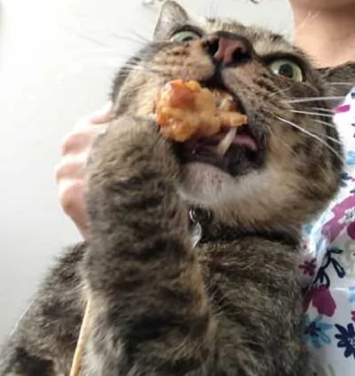 猫咪:朕凭本事拿到的食物 凭什么不让我吃?偶就要吃嘛!