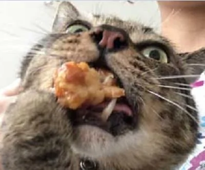 猫咪:朕凭本事拿到的食物 凭什么不让我吃?偶就要吃嘛!