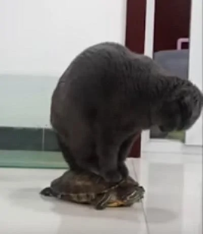 宠主看着猫咪站在乌龟的壳上 乌龟竟然还能动!猫咪:我还要玩会 你瞅啥?
