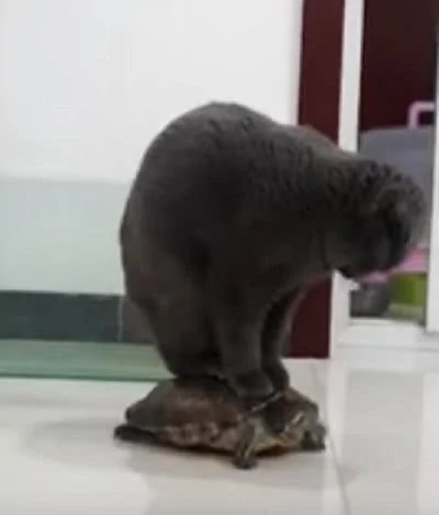 宠主看着猫咪站在乌龟的壳上 乌龟竟然还能动!猫咪:我还要玩会 你瞅啥?
