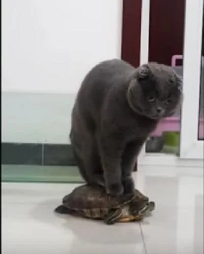 宠主看着猫咪站在乌龟的壳上 乌龟竟然还能动!猫咪:我还要玩会 你瞅啥?