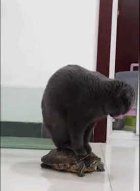 宠主看着猫咪站在乌龟的壳上 乌龟竟然还能动!猫咪:我还要玩会 你瞅啥?