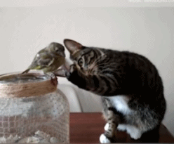 猫咪想和家里的小鸟做朋友 用手掌轻拍小鸟 猫咪:和我做朋友好吗? 你说话啊!