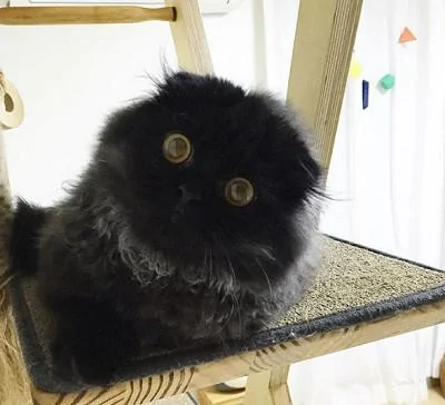 这只黑猫火了 就因为它的眼睛很圆 像极了宝石!你爱上这只猫了吗?