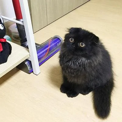 这只黑猫火了 就因为它的眼睛很圆 像极了宝石!你爱上这只猫了吗?