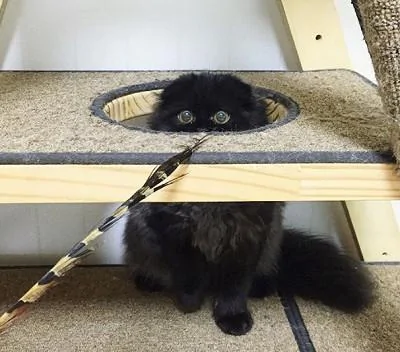 这只黑猫火了 就因为它的眼睛很圆 像极了宝石!你爱上这只猫了吗?