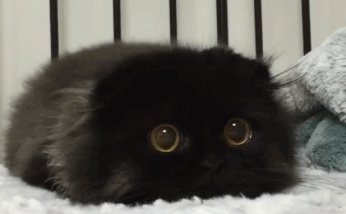 这只黑猫火了 就因为它的眼睛很圆 像极了宝石!你爱上这只猫了吗?