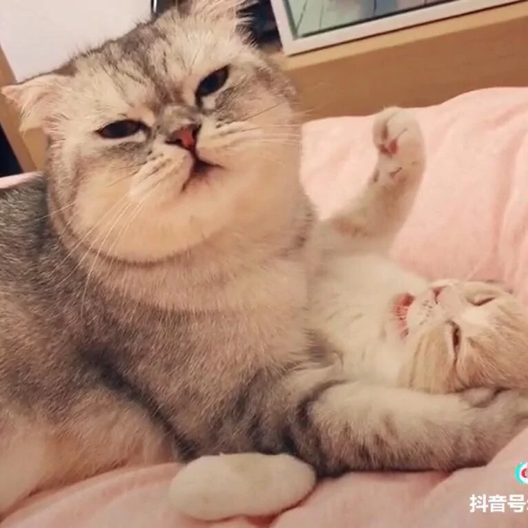 有人在看啦!2喵喵公开场合“卿卿我我” 被抓包不害羞:来嘛来嘛!