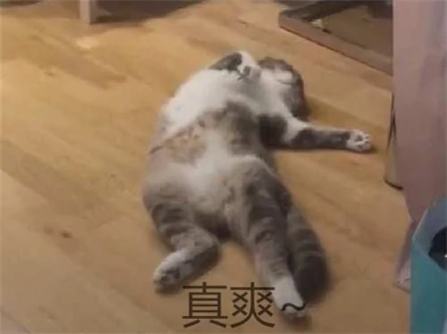 出门忘记关空调 猫咪独自在家享受 回来一看笑喷了